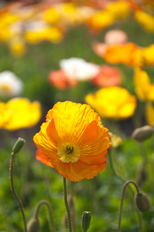 Fotografia Com Foco Seletivo De Campo De Flor De Papoula Laranja