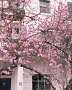 Pink Cherry Blossom Tree