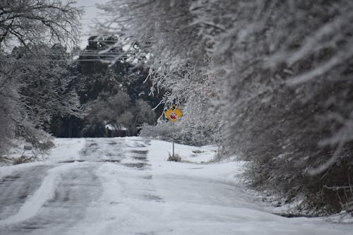 Бесплатное стоковое фото с деревья, дорога, за городом