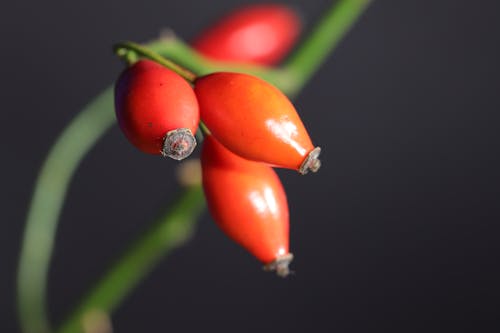 Základová fotografie zdarma na téma červená, makro, šedá stěna