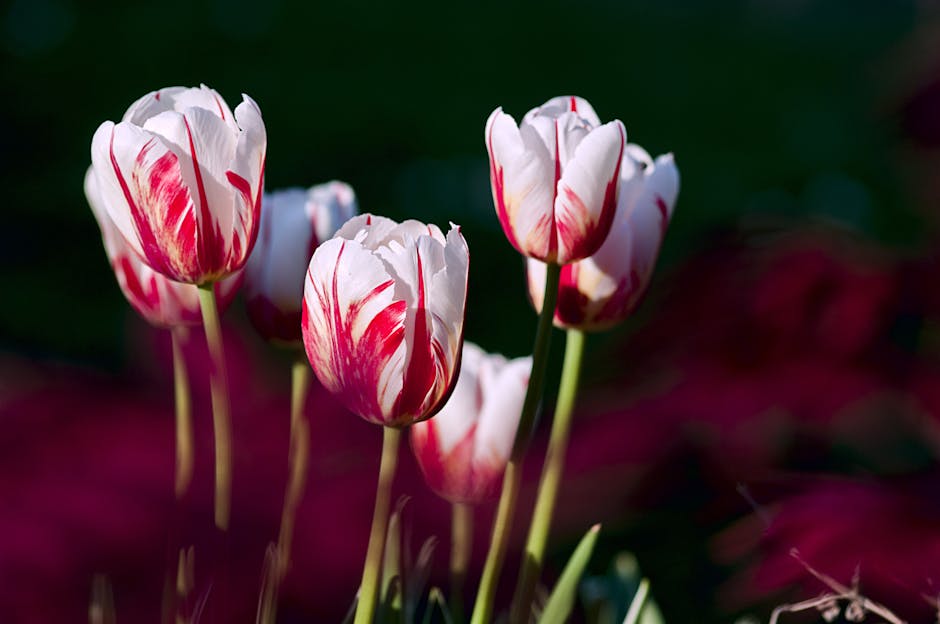 White-and-red Tulip Flowers