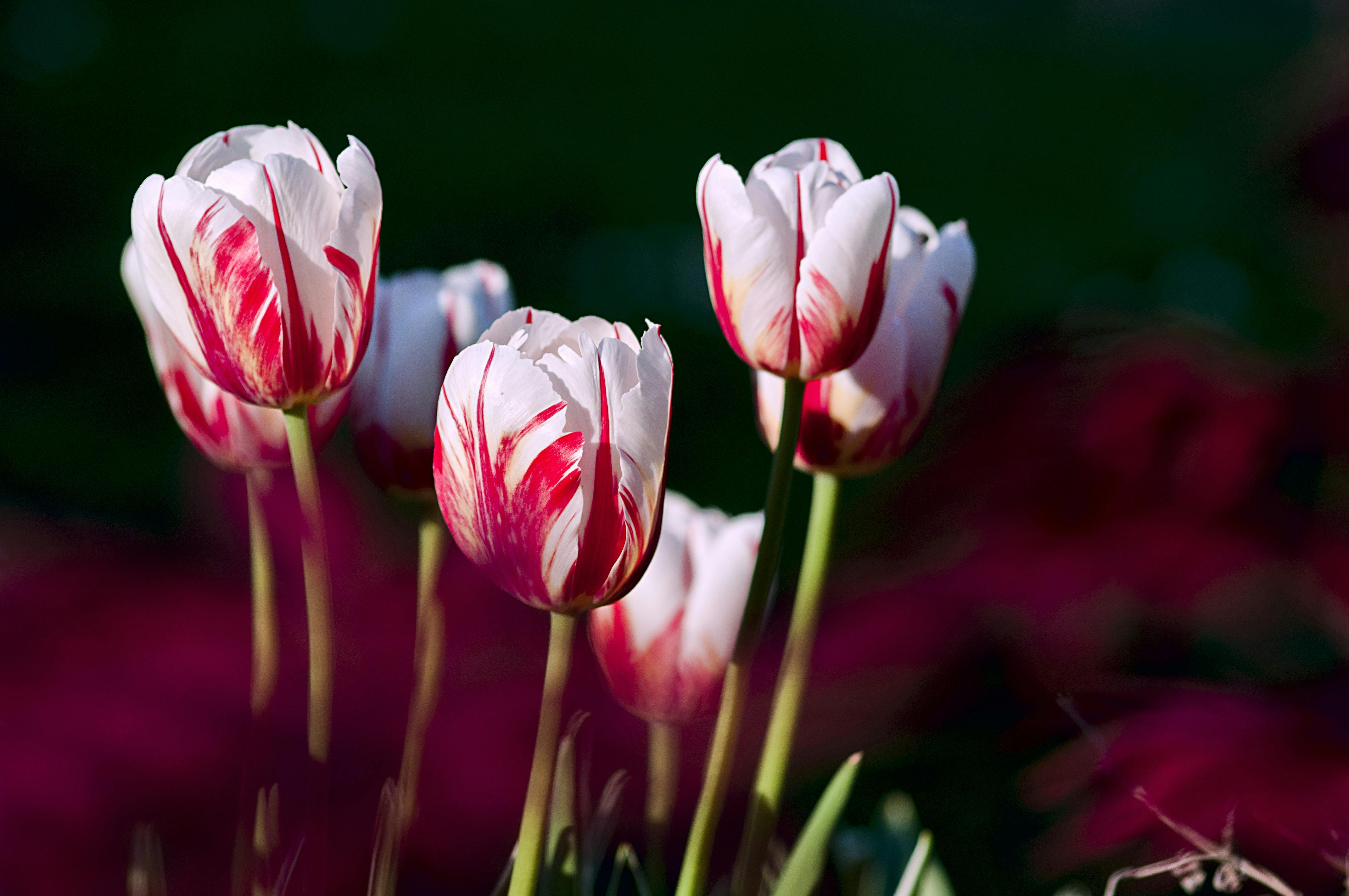 3+ Thousand Champagne Tulip Royalty-Free Images, Stock Photos & Pictures