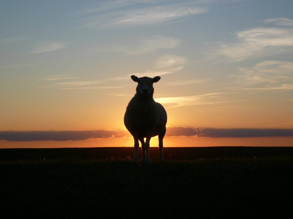 Silhouette of Cow during Sunset
