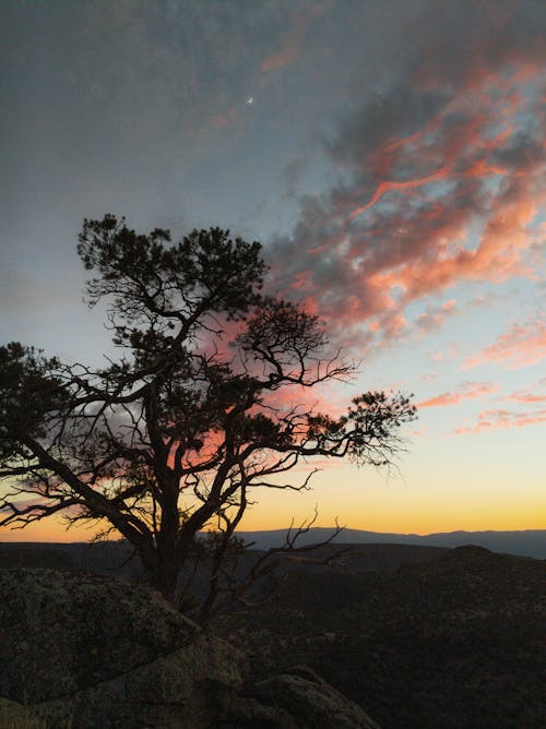 Free stock photo of beautiful, boreal, branches