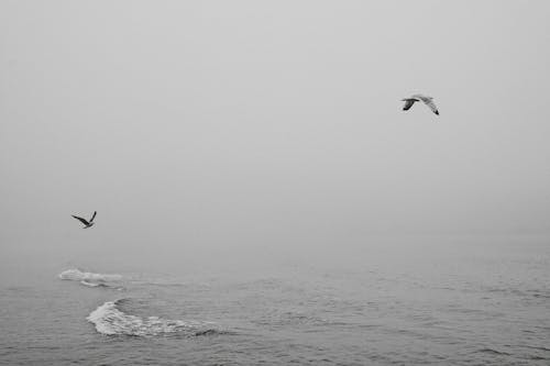Birds Flying Over the Ocean
