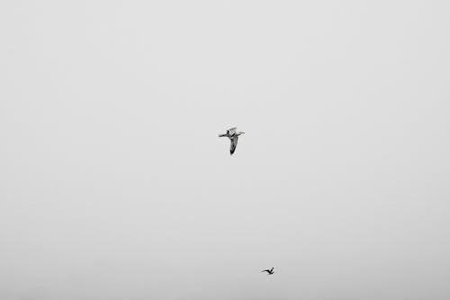 Photo of a White Bird Flying