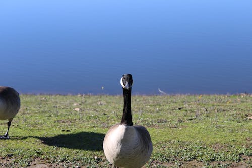 Free stock photo of brown goose, geese, goose