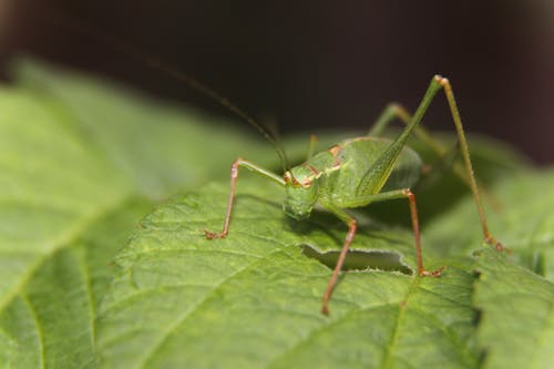 Green Grasshopper on Green Leaf