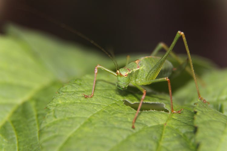 Green Grasshopper On Green Leaf