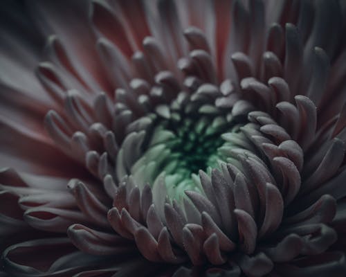 免費 chrysanth, 作文, 味道 的 免費圖庫相片 圖庫相片