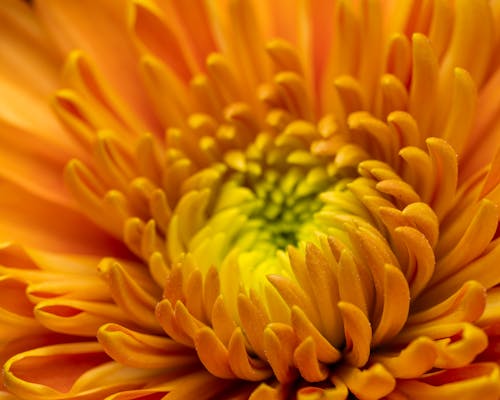 Closeup of blooming orange and yellow flower with wavy petals and gentle bud on blurred background