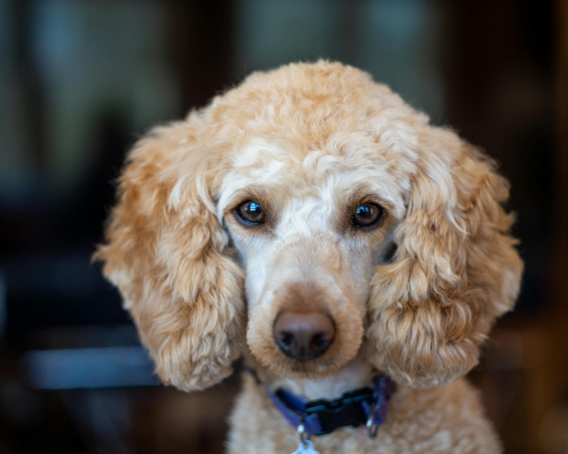 Cute purebred dog with curly beige fur in collar looking at camera on blurred background