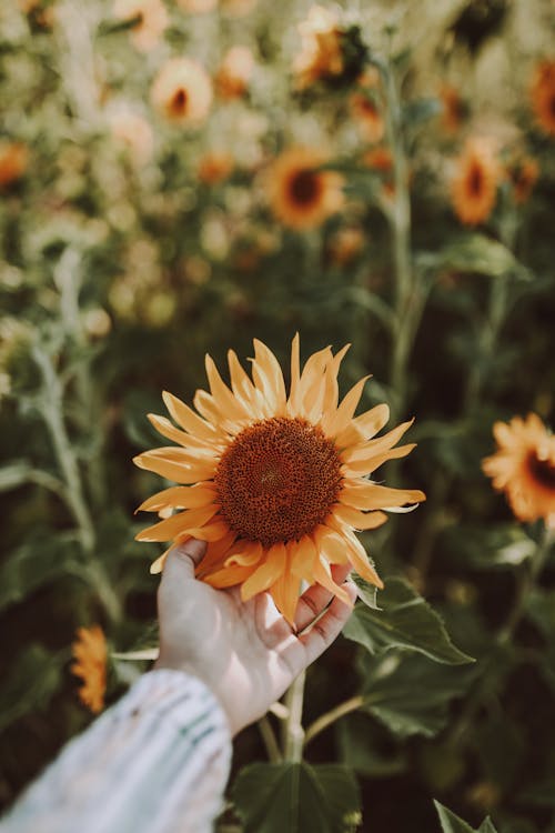 Free From above crop anonymous person tenderly touching blooming yellow sunflower growing on verdant countryside field Stock Photo