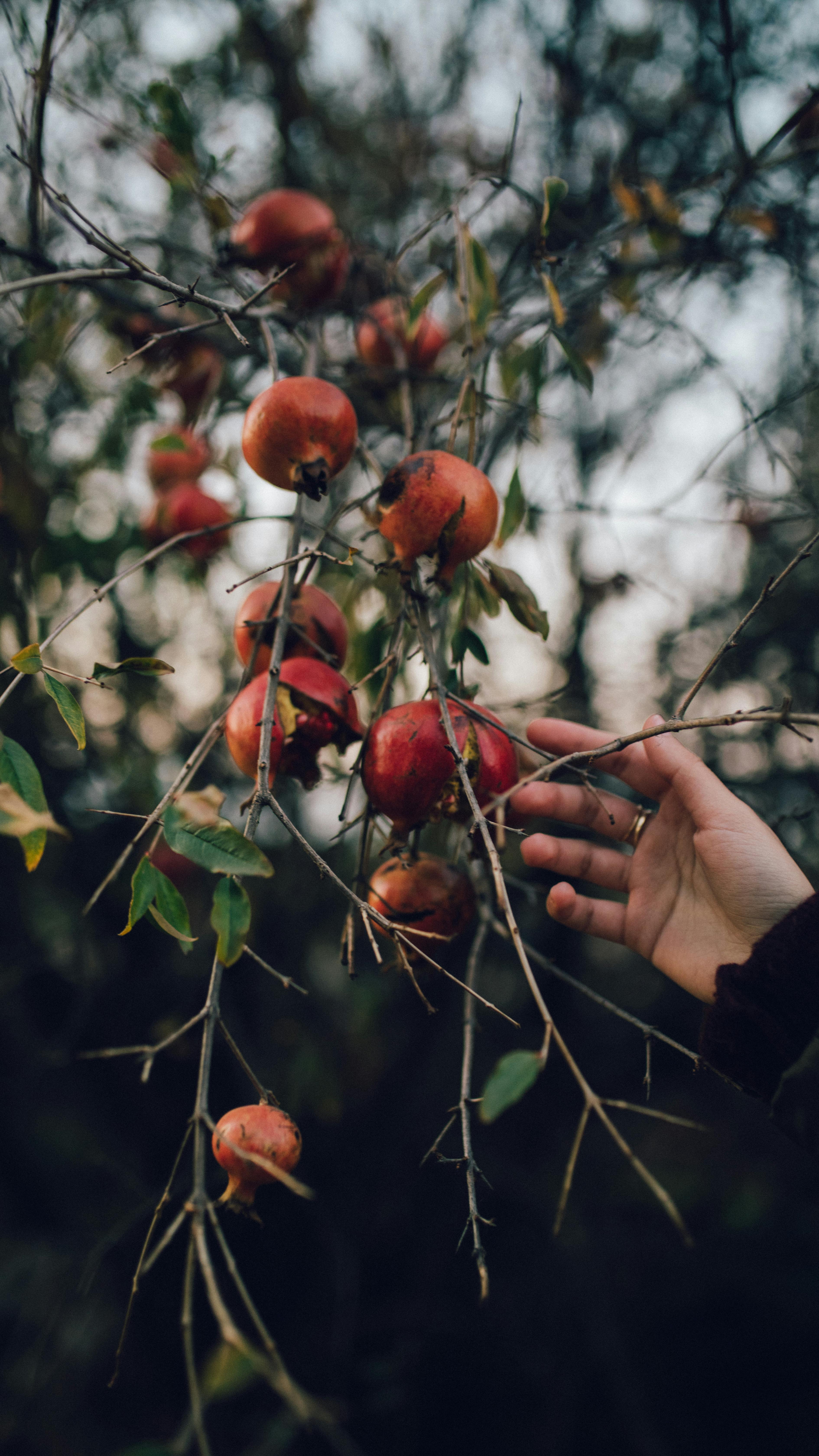Close-up of a hand touching pomegranates on a tree branch in fall.