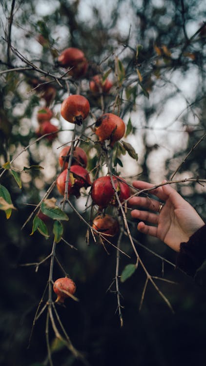 Person Touching Red Round Fruit · Free Stock Photo