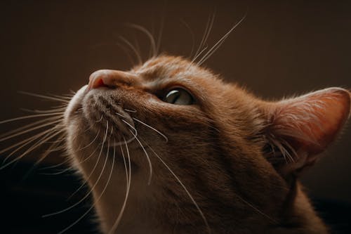 Close-Up Shot of a Cute Cat