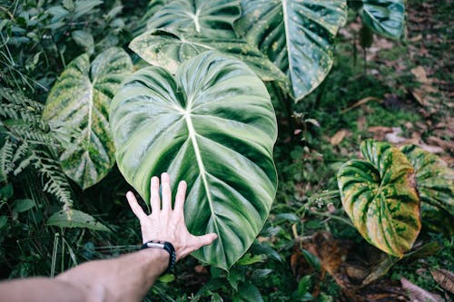 Person Touching a Big Leaf