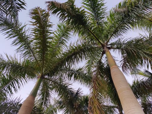 Free Coconut palm trees against a bright sky in Bradenton, Florida. Stock Photo