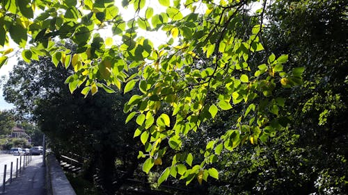 Бесплатное стоковое фото с ветви, деревья, зеленый