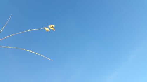 Бесплатное стоковое фото с ветвь, голубое небо, желтые листья