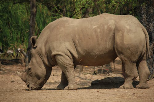 Close-Up Shot of a Rhinoceros