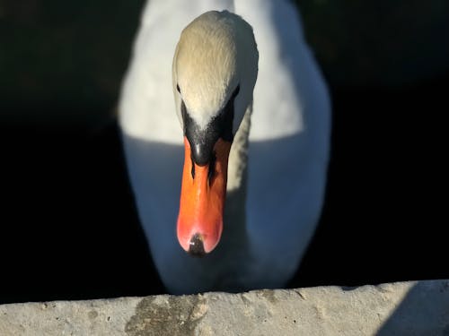 Close-Up Shot of a Swan
