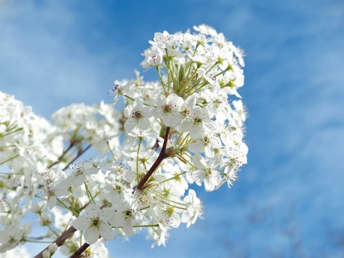 Gratis lagerfoto af blå himmel, blomster, blomstrende