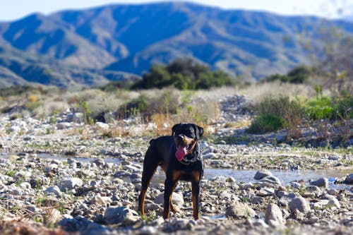 Free stock photo of background, dog, landscape Stock Photo