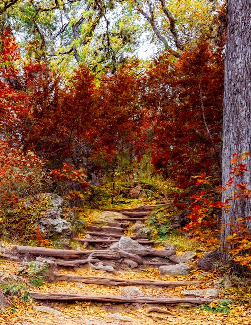 Kostenloses Stock Foto zu farben des herbstes, fußweg, gelb