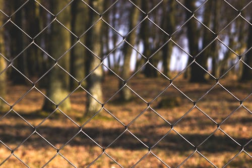 Black Steel Fence With Tree Trunks