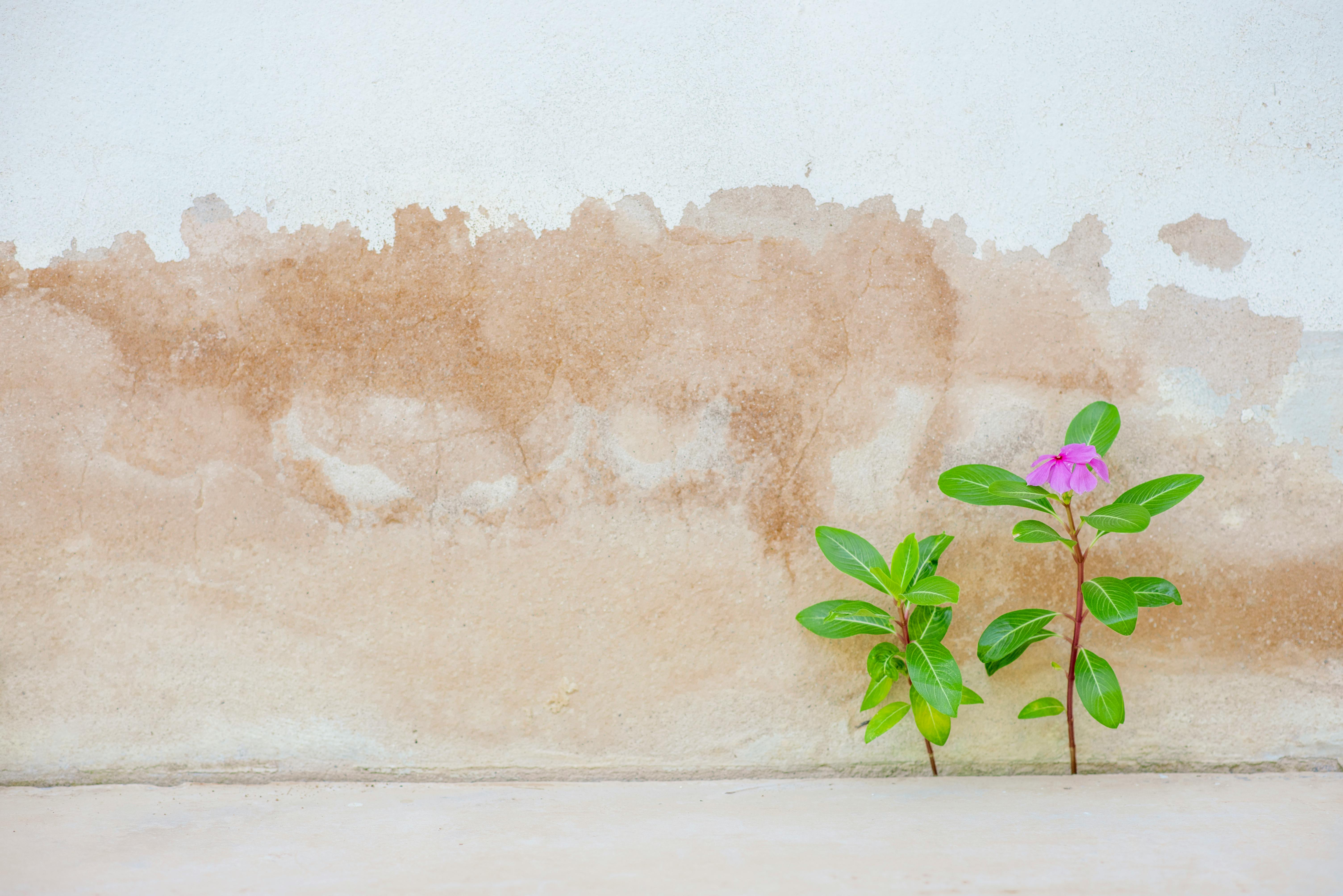 How Long Does It Take for Mold to Grow After Water Damage?