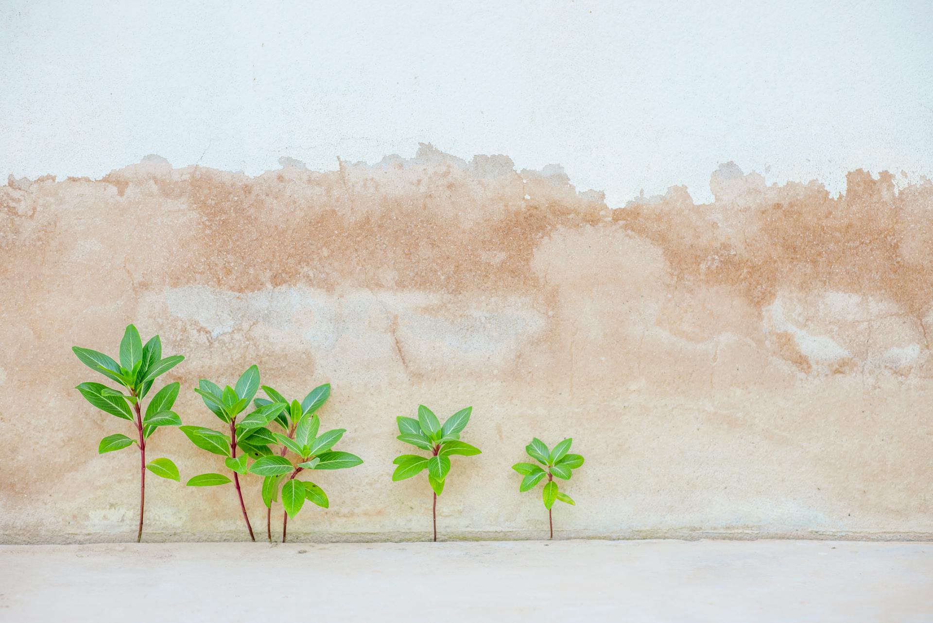 Small green plants growing against a textured wall surface, symbolizing growth and contrast.