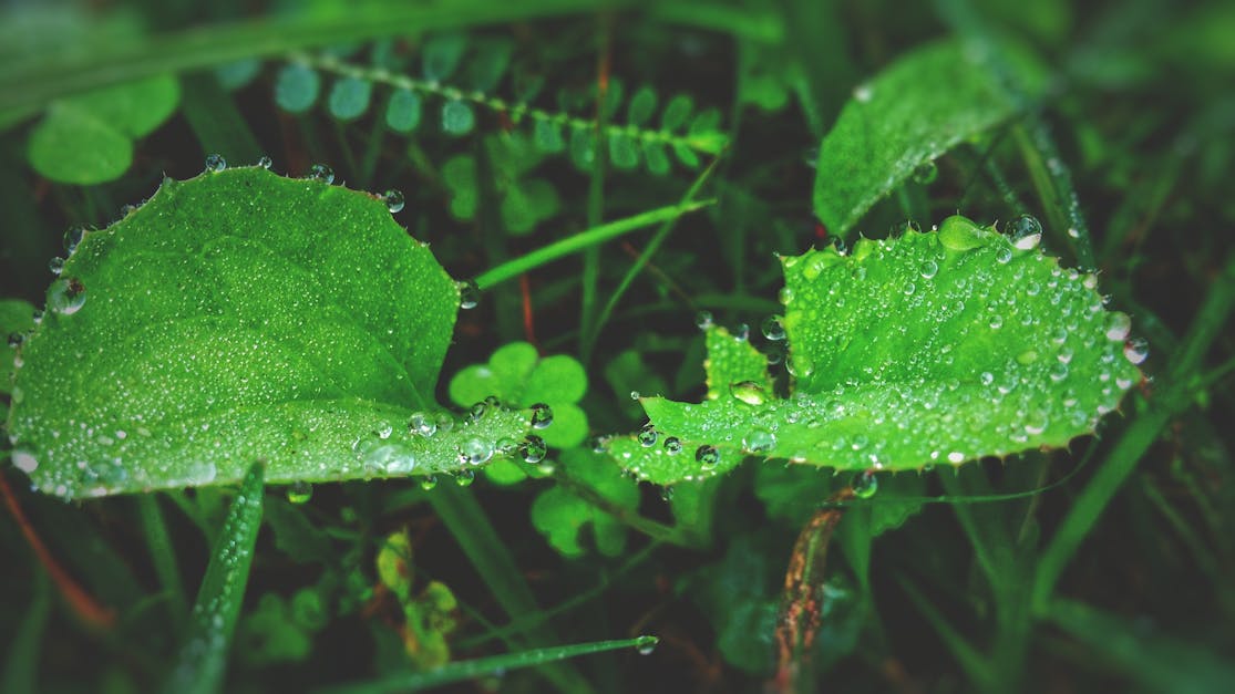 Green Leaf Plant With Raindrops · Free Stock Photo - 1200 x 627 jpeg 87kB