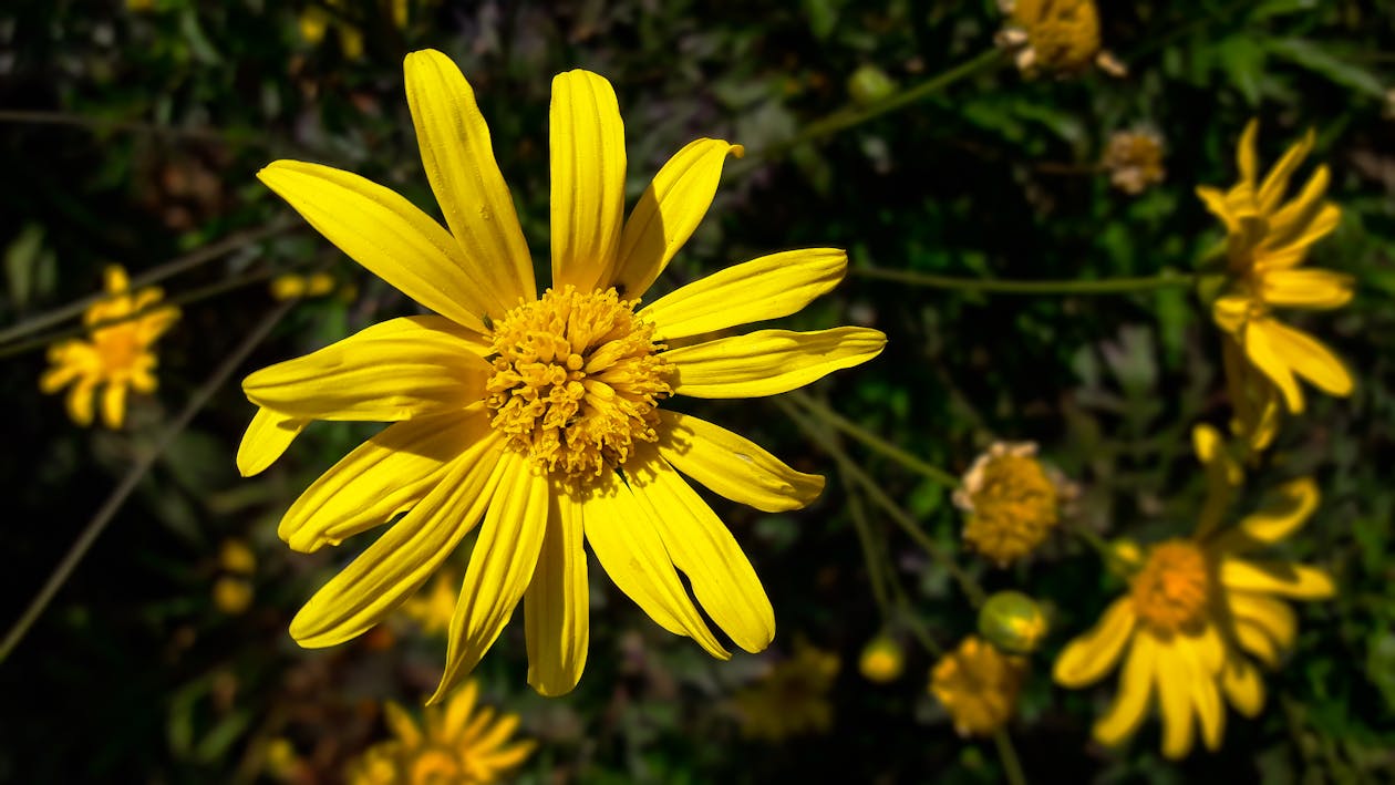 Free Stock Photo Of Flower Yellow Flower