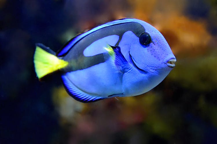 Blue Tang Fish In Close Up View