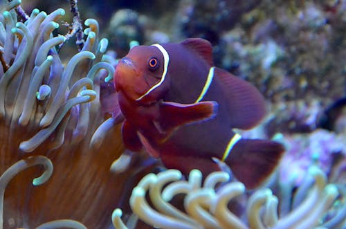 Free Close-up of Fish in Aquarium Stock Photo