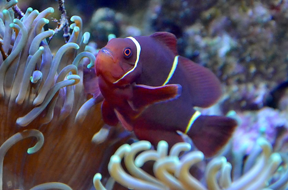 Vibrant clownfish navigating elegant anemone tentacles underwater.