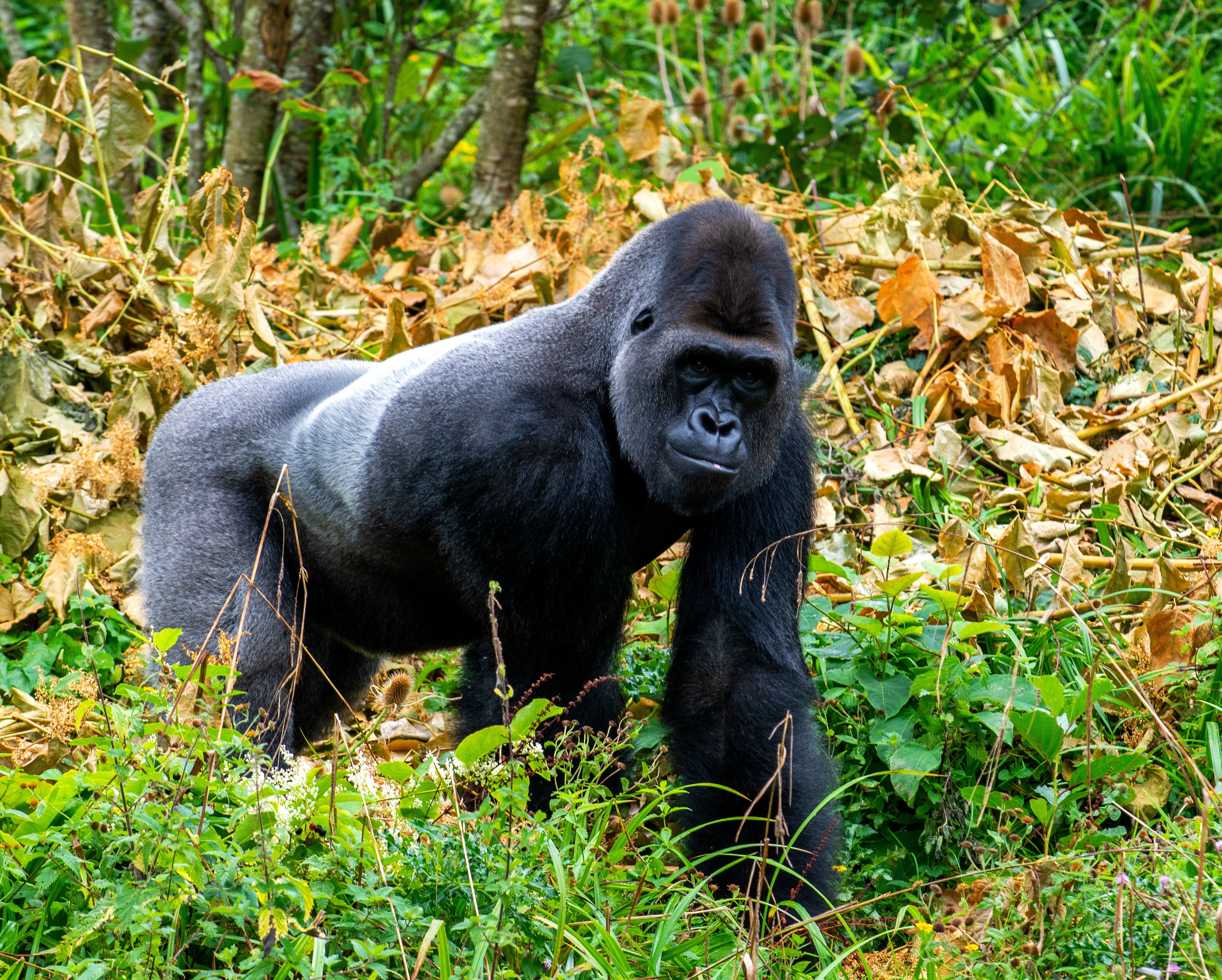 Cross River Gorilla