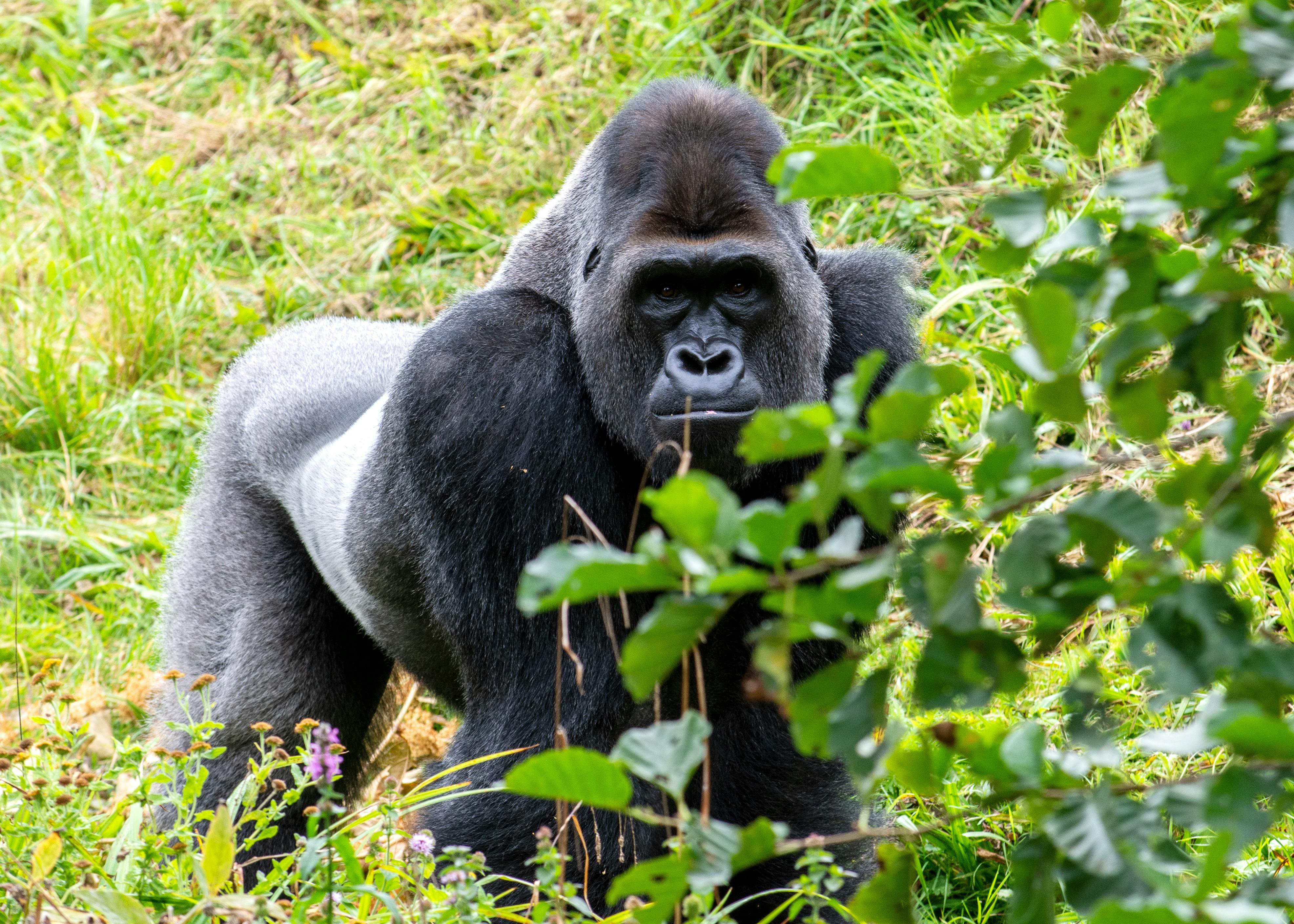 Photo Of Ape On Grass · Free Stock Photo