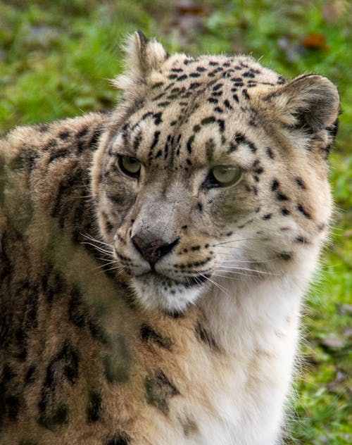 Close Up Photo of a Leopard