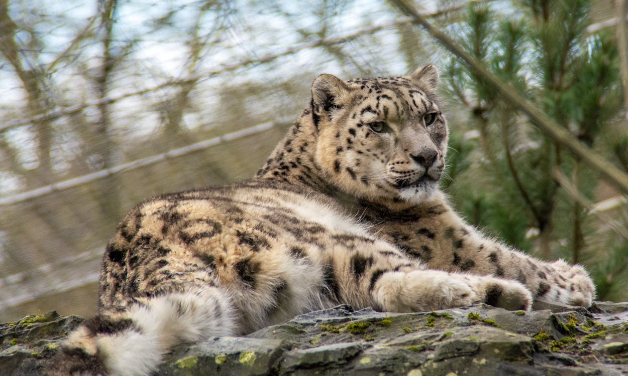 Leopard Lying on a Rock