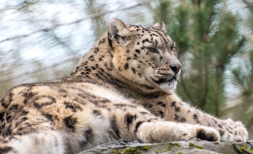 Close Up Photo of a Leopard