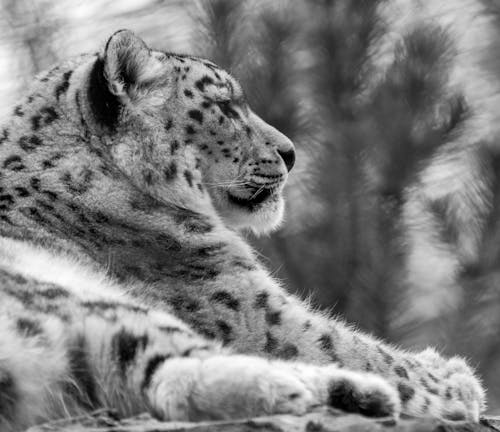 Gratis Immagine gratuita di animale, avvicinamento, bianco e nero Foto a disposizione