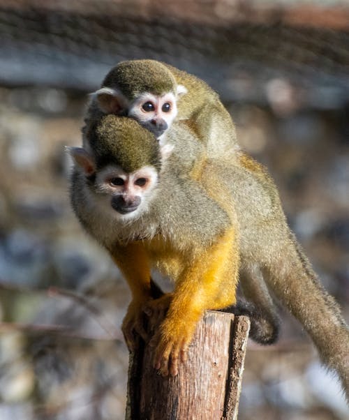 Close-Up Photo of Monkeys on Brown Log