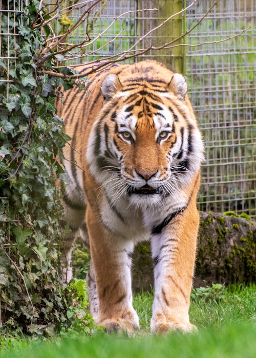 Gratis stockfoto met carnivoor, dieren in het wild, dierenfotografie