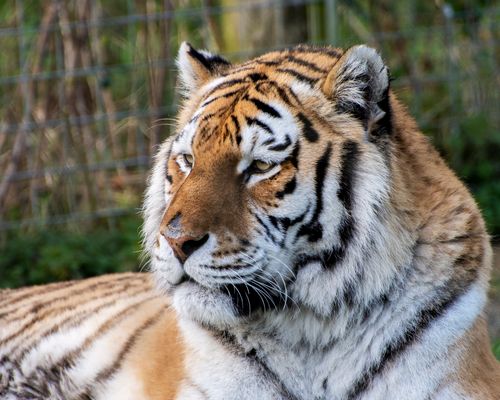 Free A stunning close-up portrait of a majestic tiger showcasing its fierce gaze and striped fur in a natural setting. Stock Photo