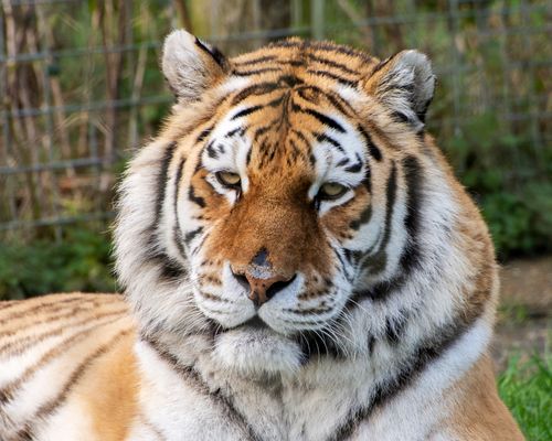 Free Close-up portrait of a majestic tiger resting outdoors, showcasing its striking fur and wild nature. Stock Photo