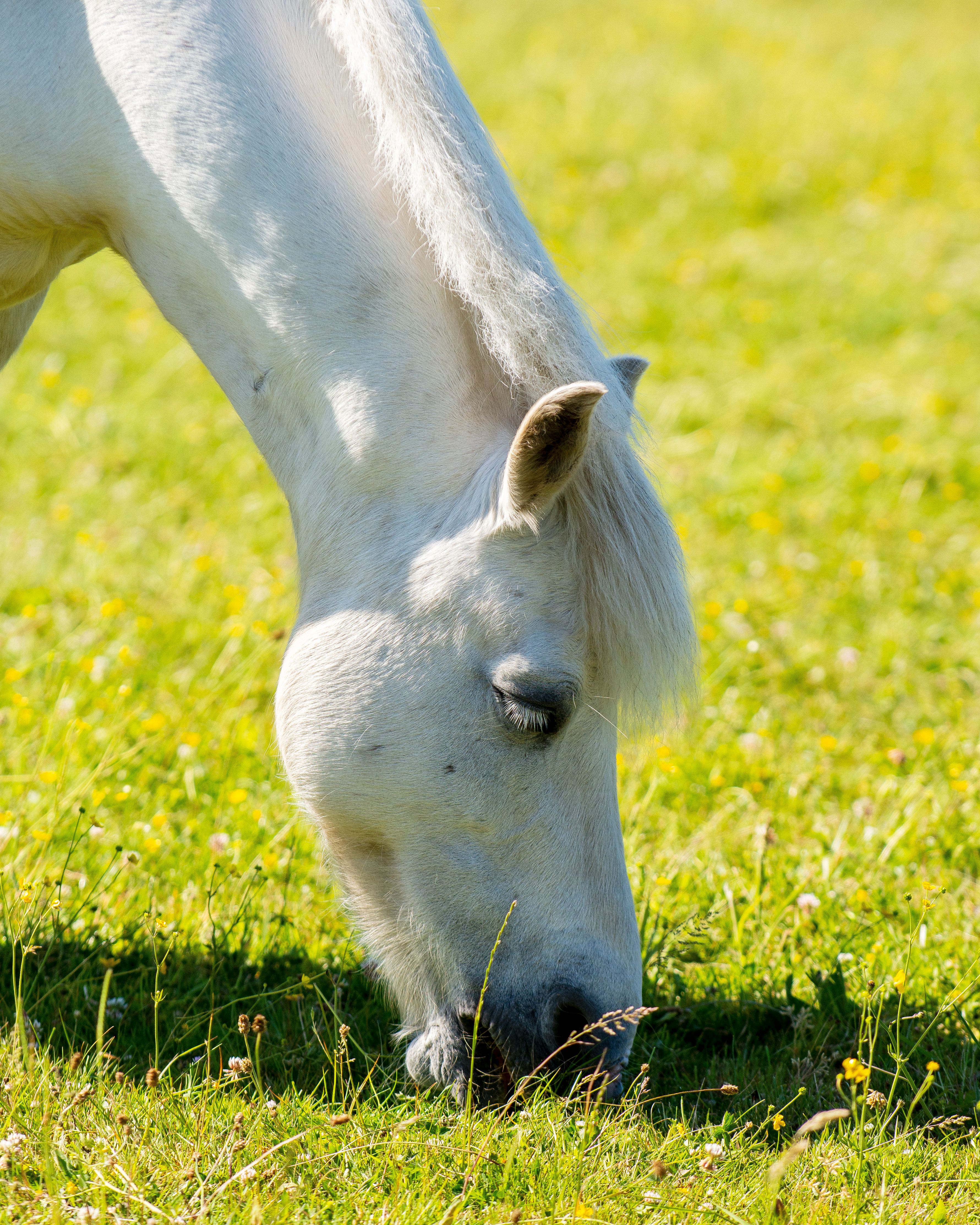 Close-Up Shot of a White Horse Grazing on a Grassy Field · Free Stock Photo