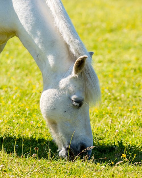 Free Close-Up Shot of a White Horse Grazing on a Grassy Field Stock Photo