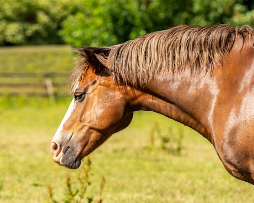 免費 哺乳動物, 家畜, 棕色的馬 的 免費圖庫相片 圖庫相片
